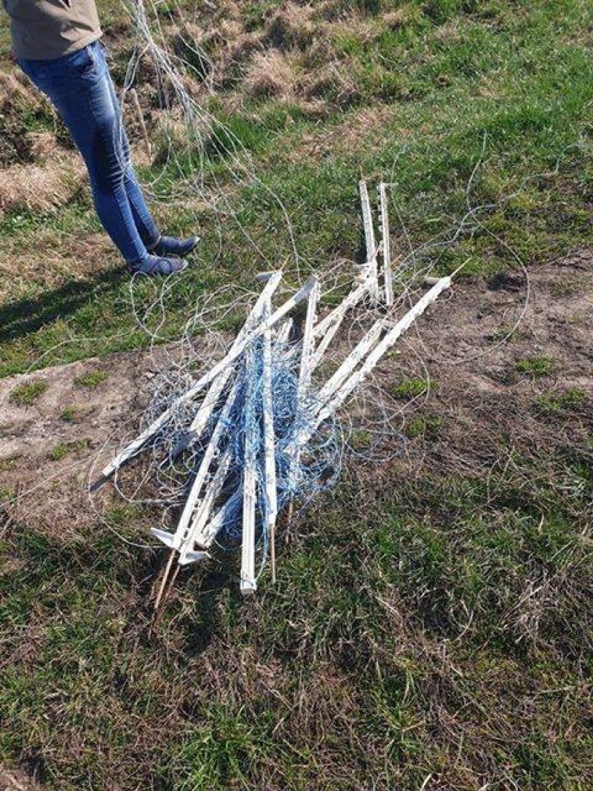 Dwie sarny zaplątały się w pozostawiony na polu sznurek [ZDJĘCIA]