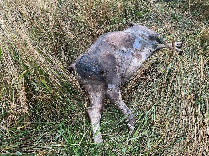 Nasz czytelnik twierdzi, że te zdjęcia zrobił w czwartek, 28...