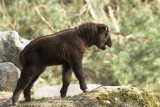 Mały takin w gdańskim zoo. Młody samczyk jest odważny i ciekawy świata [zdjęcia]