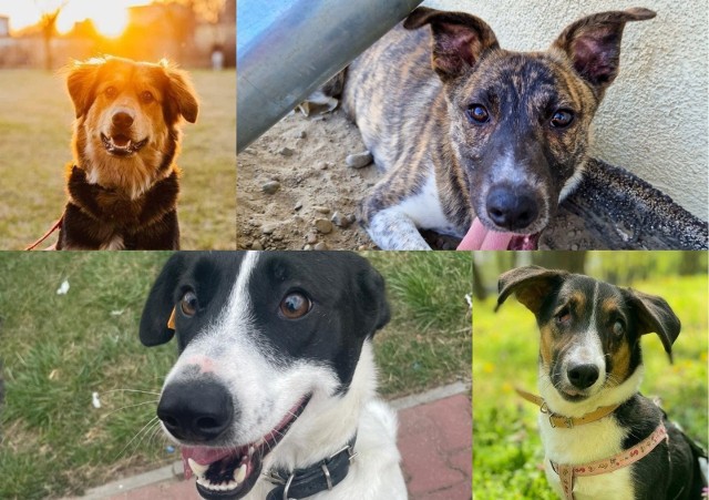 Psy, którymi opiekuje się Fundacja Kejtersi, pilnie poszukują nowego domu. Poznaj jej podopiecznych -->