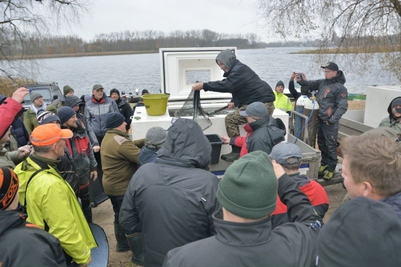 Jezioro Chełmżyńskie zostało zarybione sandaczem,...