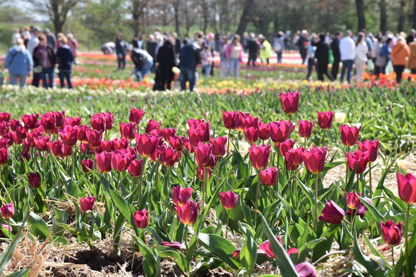 To prawdziwy raj dla miłośników tulipanów. W Chrzypsku...