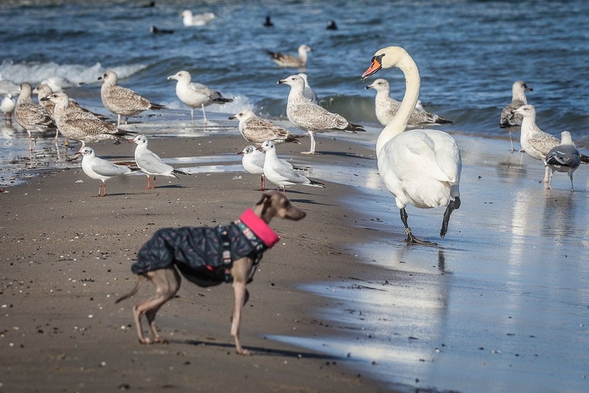 Sopot w strefie zagrożenia ptasią grypą! Żółte tablice ostrzegawcze w kurorcie