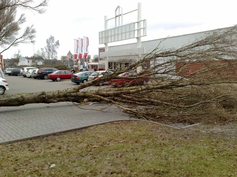 Slawno. Wichura powalila drzewo przed marketem Intermarche