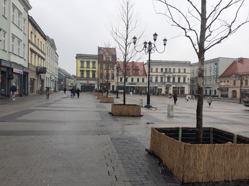 W Rybniku na rynku sadzą drzewa....