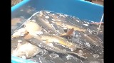 Żywe karpie w sklepach Carrefour - opublikowano szokujący film z galerii Posnania pokazujący warunki sprzedaży ryb [WIDEO]