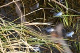 Żaby zazwyczaj są szare, ale... wiosną można spotkać niebieskie. Żaby moczarowe w szacie godowej to atrakcja człuchowskiego parku WIDEO
