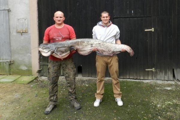 Ryba ważyła 37,5 kg i miała 180 cm długości.