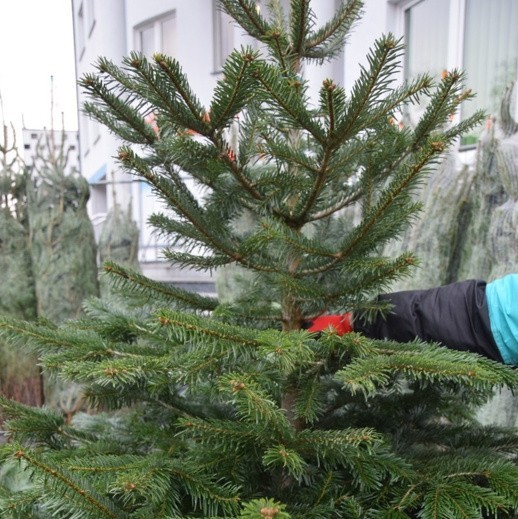 Zawody świąteczne. Ile zarobisz przed świętami? Praca Mikołaj, sprzedawca choinek, karpia, hostessa