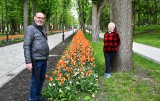 Aleja tulipanów w Parku Zdrojowym w Busku. Turyści zachwyceni. Zobacz film