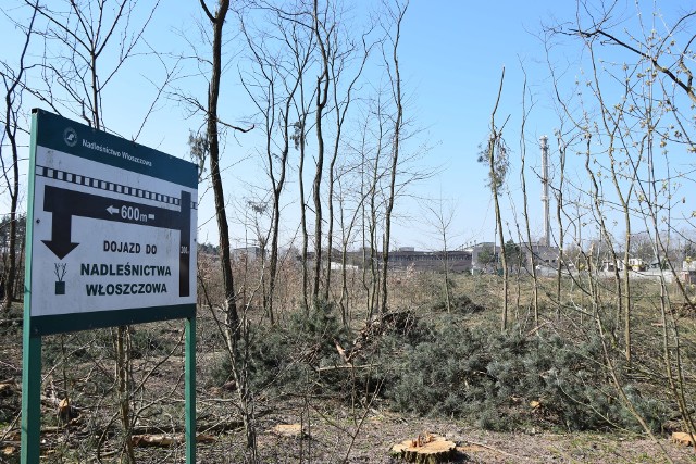 Radni opozycyjni myśleli, że prowadzona przy ulicy Jędrzejowskiej we Włoszczowie wycinka drzew robiona jest pod obwód drogowy i obwodnicę.