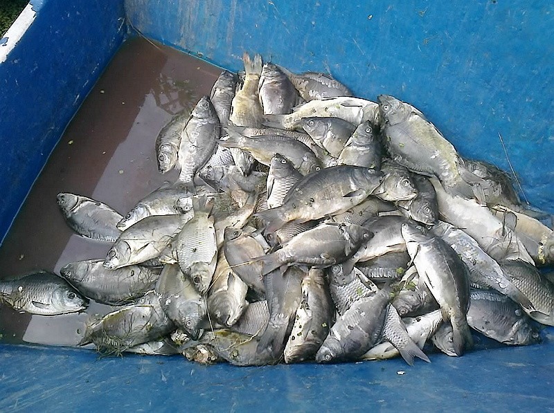 Wyłowione z jeziora martwe ryby