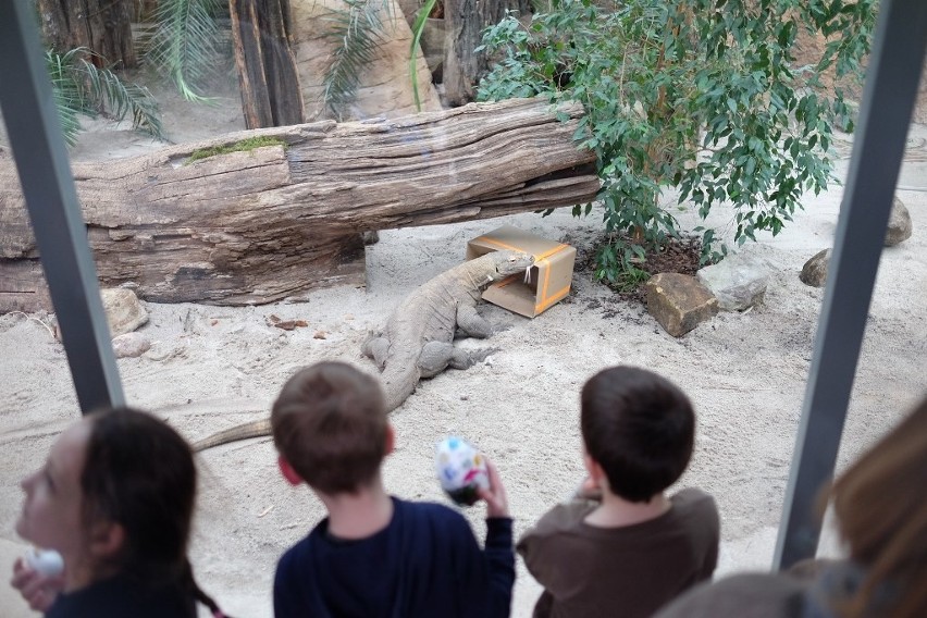 Stare Zoo: Po przebudowie otwarto wybieg dla waranów