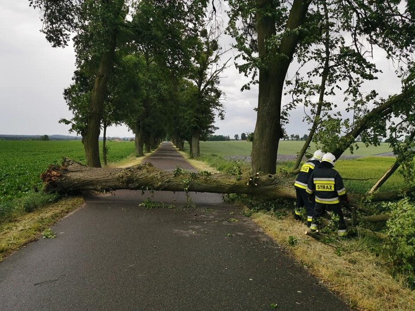 Cała drzewo wskutek silnego wiatru przewróciło się na drogę