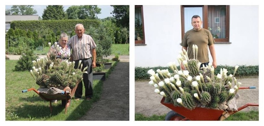 Państwo Grobelni z Benic mogą pochwalić się wyjątkowym...