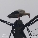 Bocian Maciek co roku powraca do Łęgnowa. Bydgoscy społecznicy chcą, by usłyszała o nim cała Polska