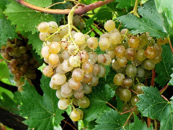 Poznaj sekrety winogron. Chronią przed zmarszczkami i regenerują skórę