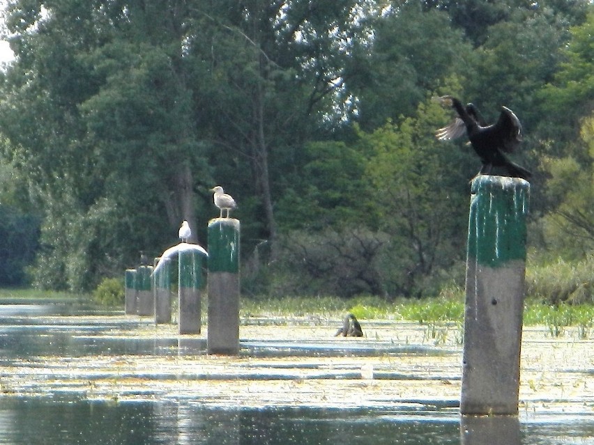 Ptaki wodne na bydgoskiej Brdzie (zobacz zdjęcia)