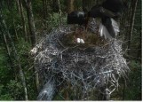 Para bocianów czarnych zniosła cztery jaja. Zdjęcie z kamery w zamontowanej na terenie Nadleśnictwa Poddębice