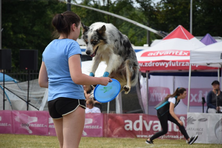 Latające psy w Gdyni. Dla frisbee potrafią zrobić niesamowite rzeczy - szybujące czworonogi w Parku Kolibki