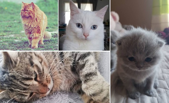17 lutego to Dzień Kota. Z tej okazji zaprosiliśmy naszych Internautów do zabawy. Poprosiliśmy ich na Facebooku o podzielenie się zdjęciami swoich kotów. Na nasz apel odpowiedziało setki Czytelników. Oto pierwsza porcja zdjęć Waszych kotów!Zobacz także: Dzień kota. Kotkowo. Koty czekają na adopcję.