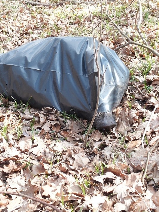 Strażnicy miejscy znaleźli szczątki dzików zapakowane w worki plastikowe. Szukają sprawcy