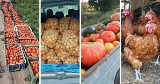 Warzywa i owoce od rolnika w Szczecinie oraz regionie. Za ile i co dokładnie można kupić? [CENY]