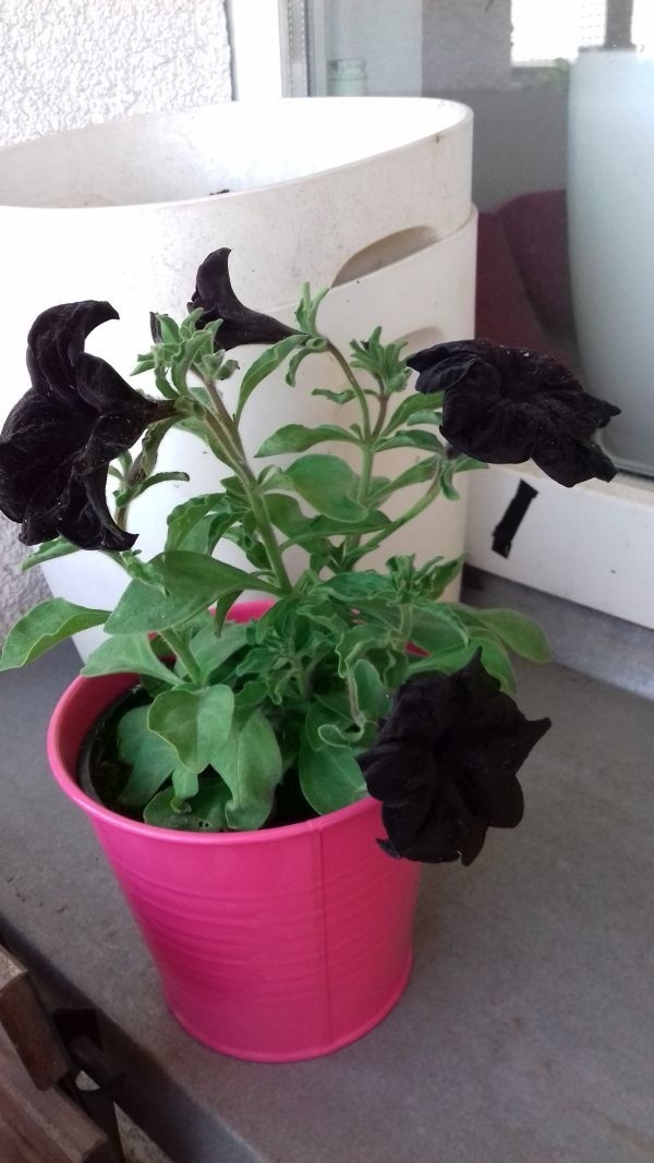 Czarne kwiaty stają się coraz bardziej modne