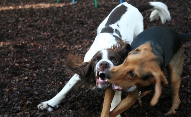 Agresywne psy nie są bezpańskie. Najczęściej właściciele wypuszczają je bez opieki.