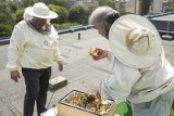 Ule na BUL-e - już 10 uli znajduje się na dachu biblioteki. Żyje w nich 600 tysięcy pszczół. Są też efekty ich pracy! GALERIA