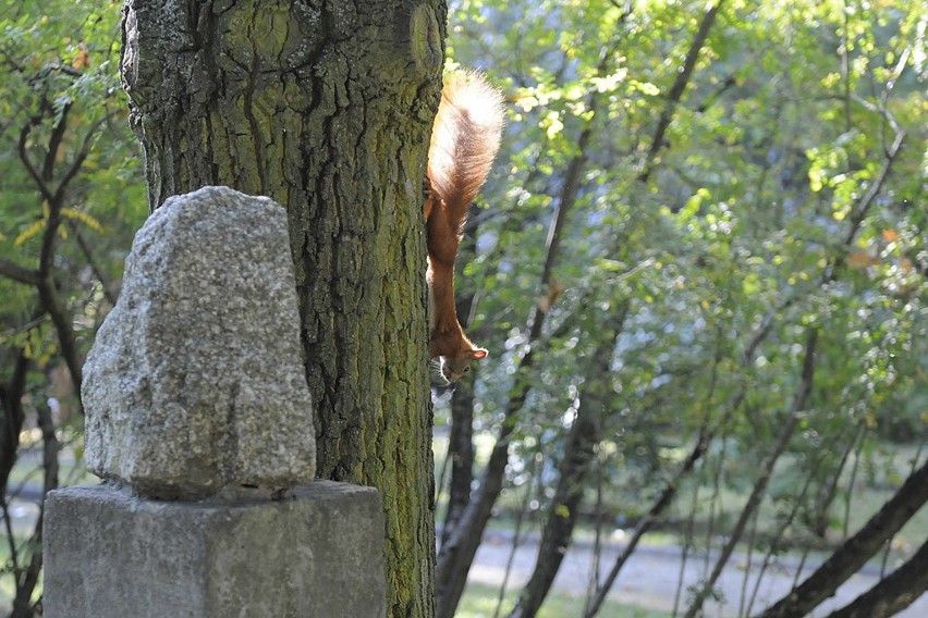Skoczna wiewiórka w Parku Botanicznym