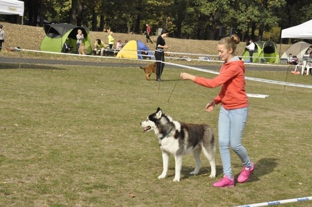 Piękne psy rasowe na wystawie! (ZOBACZ ZDJĘCIA)