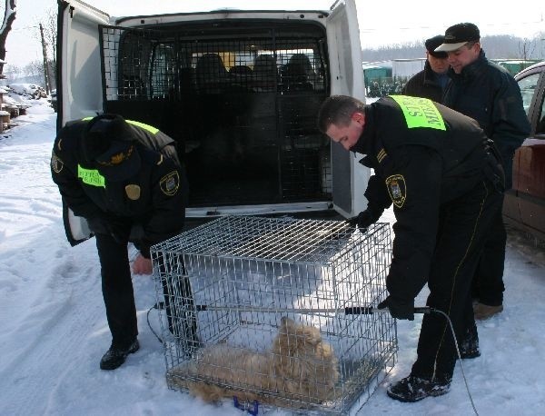 Oblawa na psa z podejrzeniem wściekliznyWspólnie z lekarzem z Powiatowego Inspektoratu Weterynarii w Jaroslawiu straznicy zdecydowali, ze psa nalezy uśpic a nastepnie przewieLc na obserwacje. 