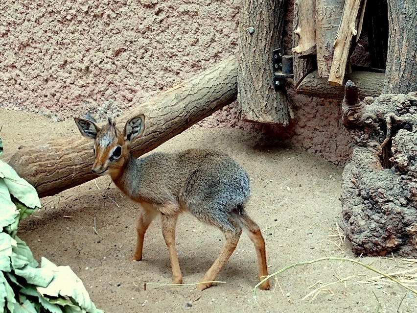 Na świat przyszedł mały dikdik