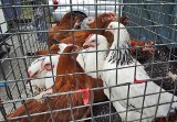 Ptasia grypa w Krakowie. Zakaz handlu jajami i drobiem na targowiskach