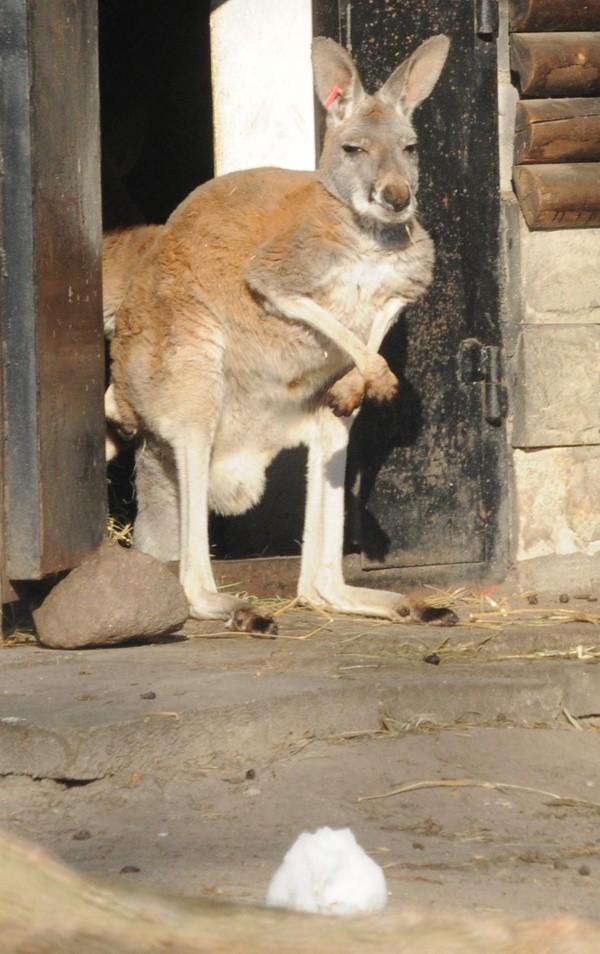 Zwierzęta policzone. Spisano mieszkańców łódzkiego zoo