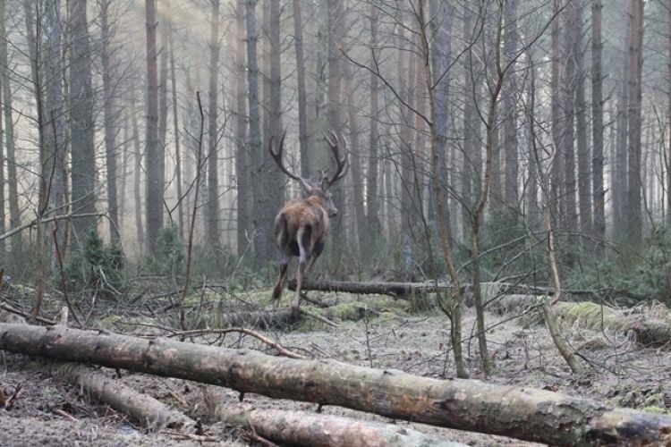 Leśniczy uratował uwięzionego jelenia