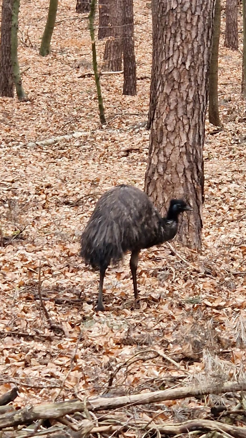 Australijski Emu na dobre zadomowił się w Puszczy Wkrzańskiej. Spotkał go jeden z naszych Czytelników [WIDEO]