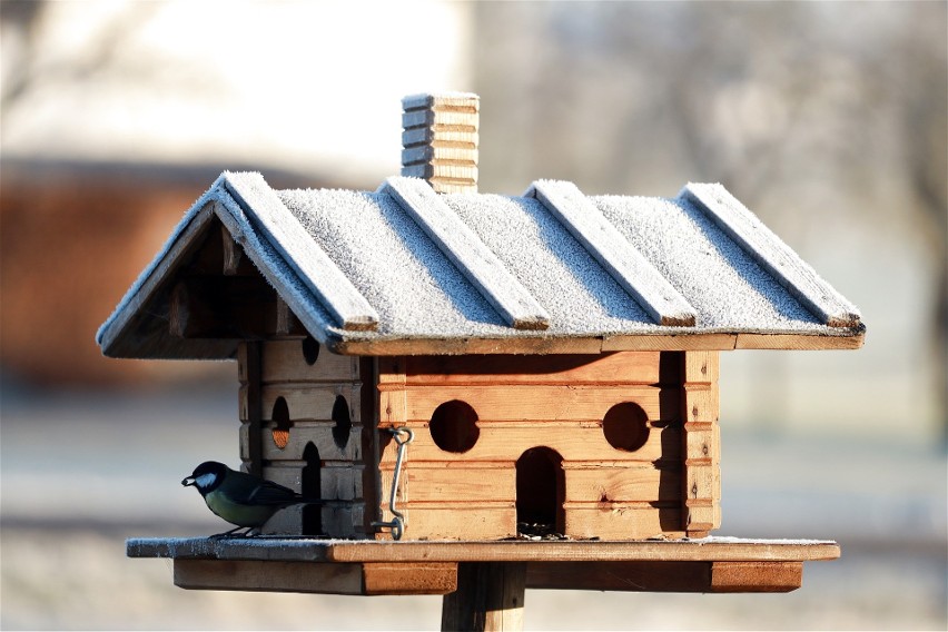 Dokarmianie ptaków zimą. Jak robić to odpowiedzialnie, czym karmić i jaki karmnik wybrać
