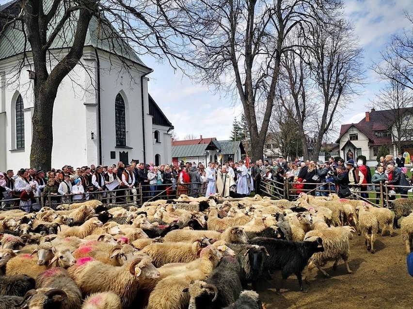 Dwa miliony na owce. Ich wypas to dziedzictwo kulturowe i przyrodnicze Małopolski 