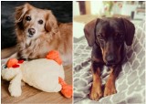 Międzynarodowy Dzień Psa. Poznaj urocze psiaki naszych Czytelników! Zobacz zdjęcia