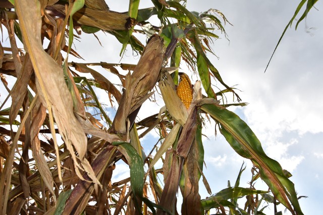 Także kukurydza na niektórych polach ucierpiała z powodu niedoboru wilgoci.