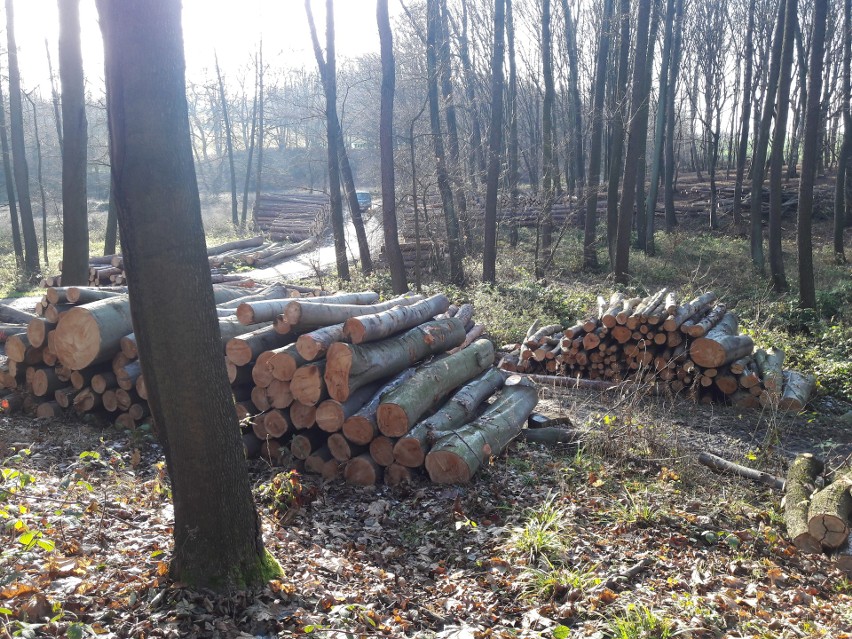 Mieszkańcy Kleszczowa chcą powstrzymać wycinkę drzew w...