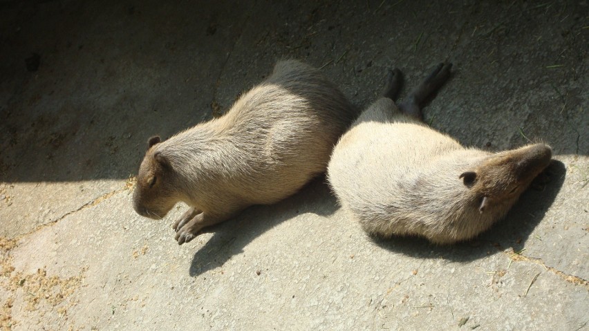 Kapibary to duże zwierzęta. Osiągają nawet do 130 cm...
