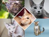 Kot idealny dla alergika. TOP 10 ras, które uczulają mniej. Są piękne. Zobacz!