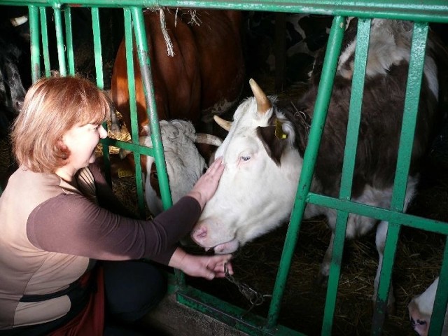 W oborze są krowy rasy holsztyńsko&#8211;fryzyjskiej i simental, z których każda ma swoje imię. Na zdjęciu: pani Bernardyna głaszcze krowę o imieniu Lena.