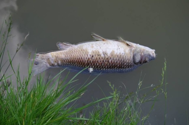 1 lipca wpłynęła informacja o martwych rybach w rzece Linawie w okolicach trasy S7. Znane są wstępne przycyzny