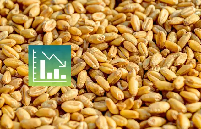Według GUS w listopadzie 2023 przeciętna krajowa cena skupu pszenicy, podobnie jak kukurydzy, była niższa o 43% od tej przed rokiem w analogicznym okresie.