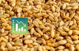 Cena pszenicy i innych zbóż na początku 2024 r. wciąż daleka od oczekiwań. Poznaj aktualne stawki i prognozę