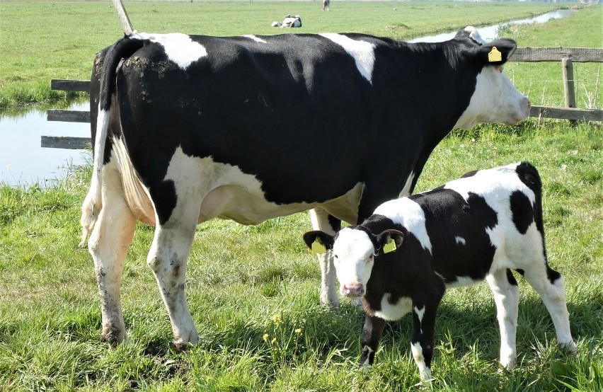 Najpopularniejsze rady krów, to: czarno-biała, zwana polską...